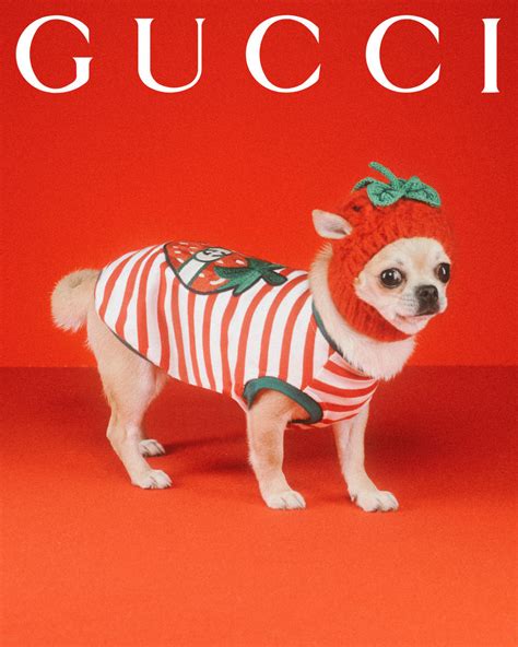 neloe gucci pet|gucci dog accessories.